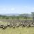 Topic image: Ecosystem Dynamics