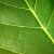 Topic image: Plant and Animal Energy Sources
