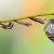 Topic image: Life Cycles of Florida's Plants and Animals