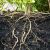 Topic image: Structures of Typical Plants