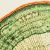 Topic image: Levels of Organization from Cell to Organism