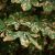 Topic image: Plant Classification