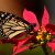 Topic image: Interconnected Relationship of Plants and Animals