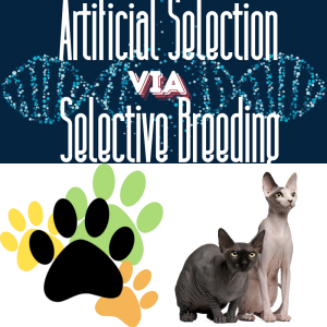 Free Educational Games: Artificial Selection via Selective Breeding ...