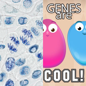 Conquer The Cell Cycle Fun Drag And Drop Learning - iwilj61