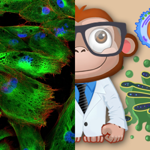 Worksheet: Monkey Cells 2022 - Free Games and Assessments - Legends of ...