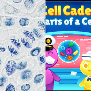Student Lesson: Cellular Homeostasis SC.6.L.14.3 - Free Games and ...